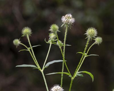Country diary: A wade through nettles that’s worth every sting