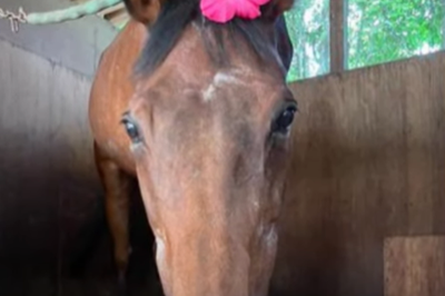 Japanese racehorse that lost all 113 of her races dies aged 29