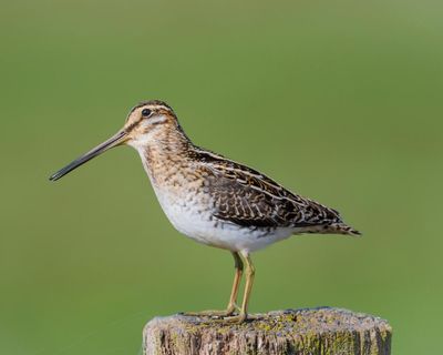 Birdwatch: Catch the beauty of the common snipe’s erratic, zigzag takeoff