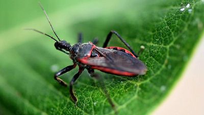 What is the Chagas parasitic disease and how does it impact health?