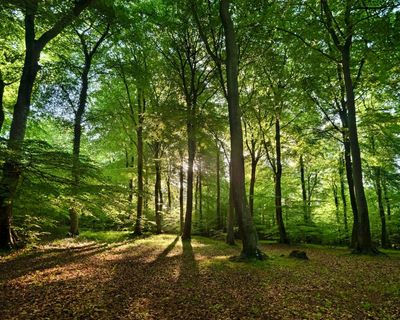 Area of England well protected for nature is in decline, data shows