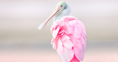 This Photographer Took 23 Bird Photos That Might Make You See Nature Differently