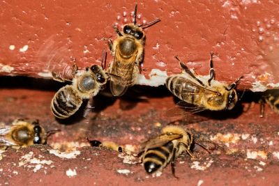 New bee parasite spreading around the world could impact billions