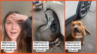 ‘He looks like a good boy’: TikTok jumps to defense of dog who tried to eat owner’s car