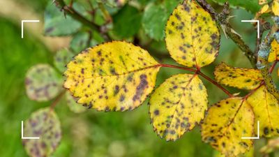 Why are my rose bush leaves turning yellow? Garden experts reveal the causes and remedies to prevent it