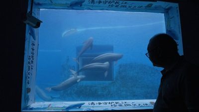 ‘Disappearing like dominos’: Scientists seek to save endangered species in China’s longest river