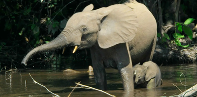 Ebony and ivory: why elephants and forests rise and fall together in the Congo Basin