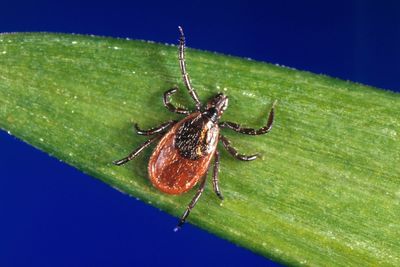 Unproven Lyme disease tests and treatments are proliferating