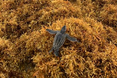 Smelly seaweed is snaring hatchling sea turtles on their way to the ocean