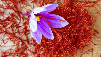 Growing the world's most expensive spice in a pot is easier than you'd expect – here’s all you need to know to grow saffron in small spaces