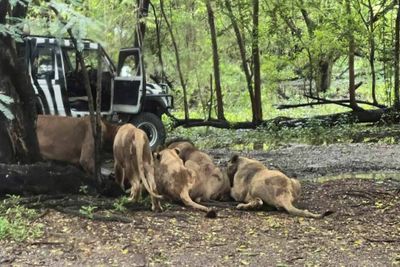 Lions kill Bangkok zoo keeper in front of horrified visitors