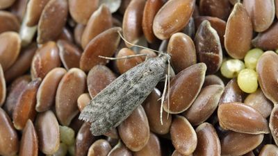 Pantry moths used to plague my kitchen, but this natural remedy keeps them at bay
