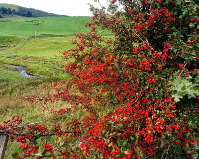Country diary: A bumper harvest awaits the autumn visitors