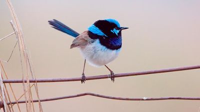 Beloved fairywrens take slow flight towards extinction