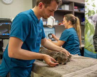 ‘It’s difficult to catch a koala’: how will Australia’s newly approved koala chlamydia vaccine work?