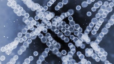 Drug-resistant fungus is spreading ‘rapidly’ in European hospitals, EU health agency warns