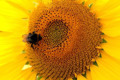 Guidance tightened on applications for emergency use of banned pesticides