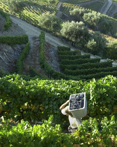 Why Portuguese red blends fly off the shelves