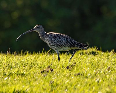 ‘A last resort’: is culling foxes the only way to save Britain’s vanishing curlews?