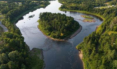 ‘It’s an all-you-can-eat buffet’: striped bass in a Canadian river are gobbling up all the salmon. Is a mass cull the answer?