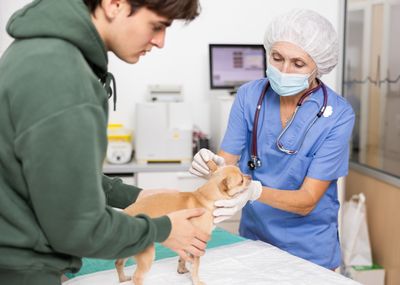 Why Are Veterinarians Charging “Technology Fees” on Routine Visits?