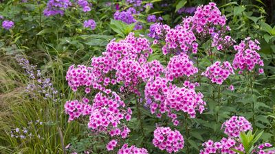 How to grow phlox in pots – expert advice for a spectacular patio plant that will erupt with color in summer