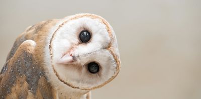 Curious kids: do owls have bogies?