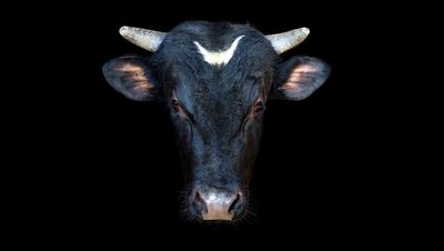 Dow Jones Futures Fall: New Bullish Phase For Market Rally? Tesla Leads 5 Stocks Flashing Buy Signals