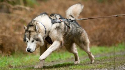 9 strongest dog breeds when operating on full power