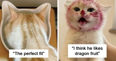 50 Humorous Posts That Prove Cats Just Need To Be Themselves In Order To Be Funny