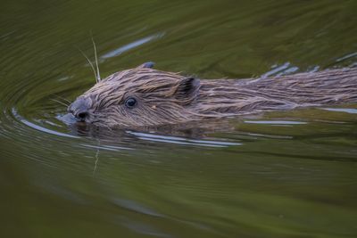 Locals invited to share views on reintroduction of beavers to Loch Ness area