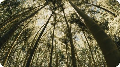 This serene, lush foliage was actually made with a Blender plugin