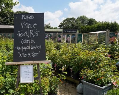 Burford garden centre: how did it become the UK’s hottest celebrity haunt?