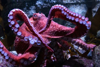 Heartbreak as dying octopus Ghost cares for eggs that will never hatch