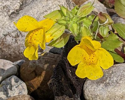 Country diary: Half a century of watching this river change