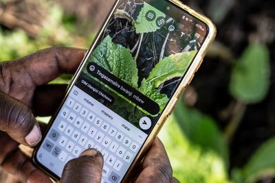How Malawi is taking AI technology to small-scale farmers who don't have smartphones
