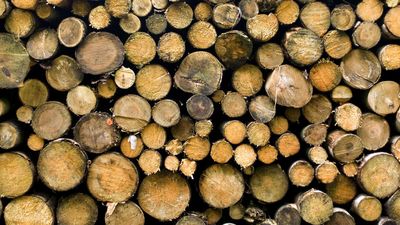 Forestry death highlights 'conflicting pressures'