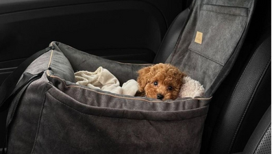 10 Genius Pet Gadgets Every Busy Dog Parent Needs