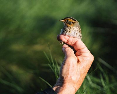 Meet the struggling saltmarsh sparrow – and the band of volunteers trying to save it
