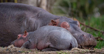 31 Adorable Wildlife Photos That Celebrate Mothers And Their Babies