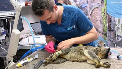 Could a chlamydia vaccine save Australia's koalas from extinction? Experts say it's complicated