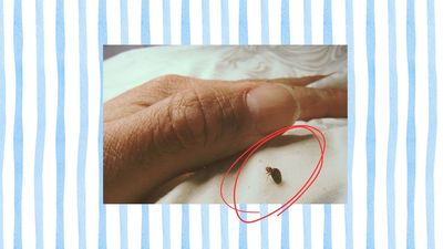 Avoid this mattress type if you want to get rid of bed bugs — and what to choose instead