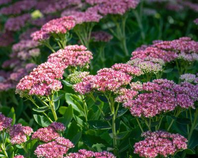A riot of colour, loved by bees and easy to grow – why sedums are perfect perennials