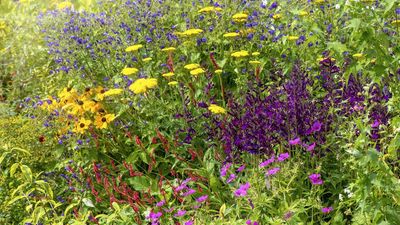 Take it from us, chrysanthemums are out this fall – these mum alternatives are far more tasteful