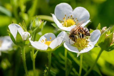 8 Lawn Treatments That May Be Killing the Pollinators You Need