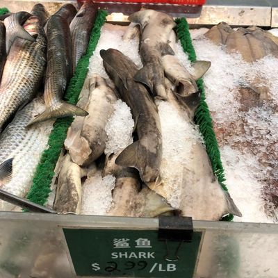 Much of US shark meat comes from endangered species, study finds