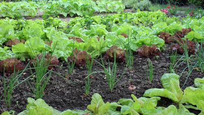 Embrace self-seeding vegetables this fall – it might break with tradition, but the reward is lots of new free crops