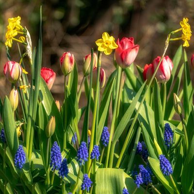 Where to buy spring bulbs – the best places to shop for reliable favourites and unique bloomers