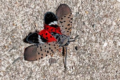 So many lanternflies are spreading across the East Coast they are being picked up by radar