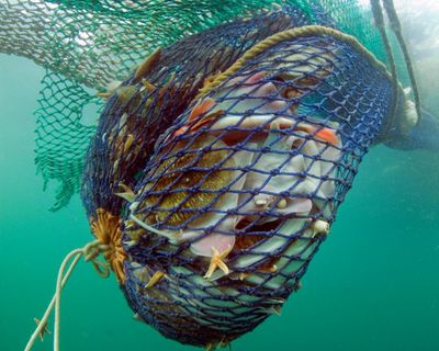 The Guardian view on fishing and nature: bottom-trawling boats don’t belong in conservation zones